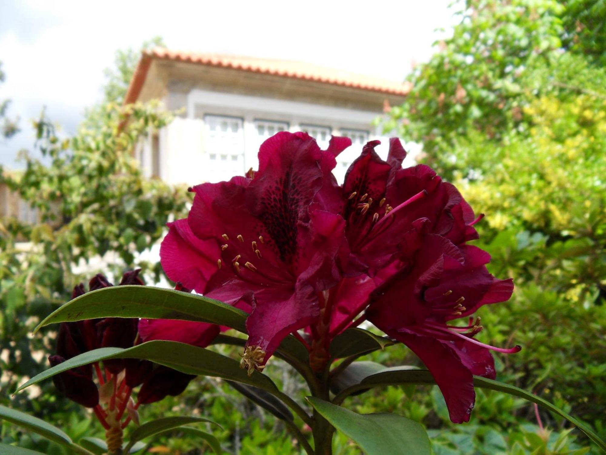 Quinta Do Bento Novo - Casa De Campo - Turismo Rural Viana do Castelo Buitenkant foto